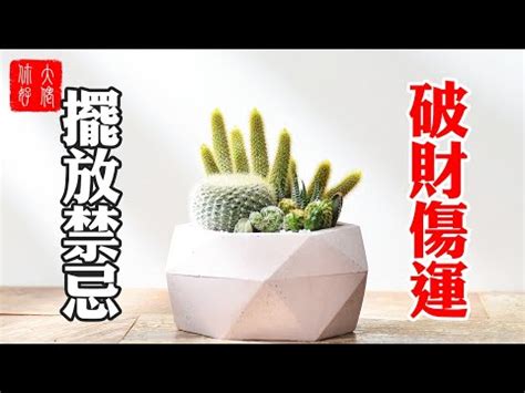 門口可放仙人掌嗎|【門口可放仙人掌嗎】仙人掌能放門口嗎？揭開背後驚人風水秘。